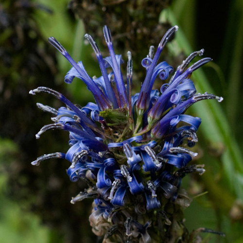 Lobelia grayana