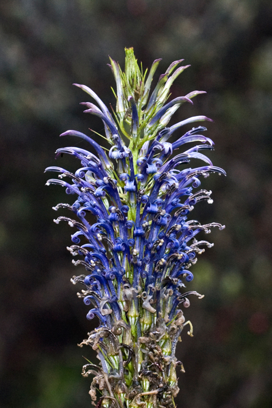 Revolutella