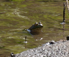 Lithobates catesbeianus