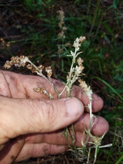 Gamochaeta calviceps