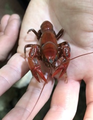 Cambarus dubius
