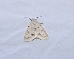 Acronicta innotata