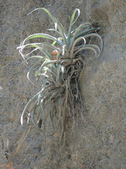 Tillandsia capitata