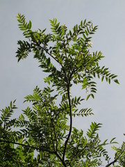 Zanthoxylum rhoifolium