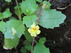 Erythranthe glabrata