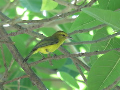 Vireo hypochryseus