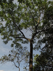 Zanthoxylum rhoifolium