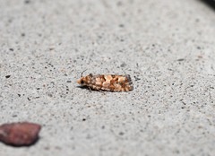 Eucopina tocullionana