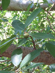 Ficus maxima