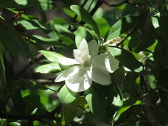 Magnolia pugana