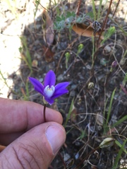 Brodiaea stellaris
