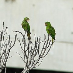 Psittacara leucophthalmus