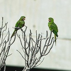 Psittacara leucophthalmus