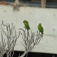 Psittacara leucophthalmus