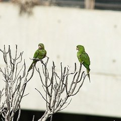 Psittacara leucophthalmus