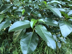 Dendrocnide photiniiphylla