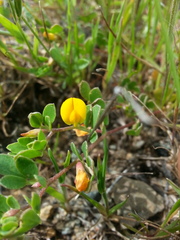 Acmispon wrangelianus