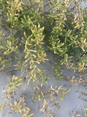 Cakile edentula harperi