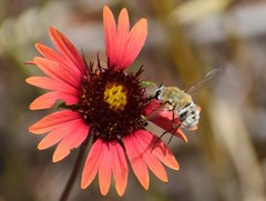 Heterostylum robustum