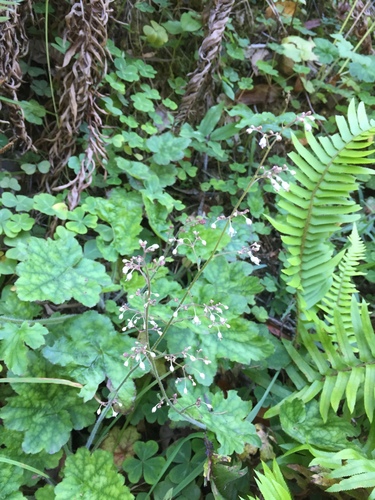 Heuchera micrantha