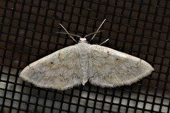 Idaea obfusaria