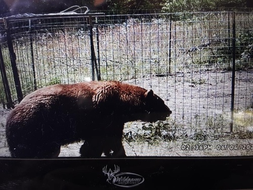 American Black Bear photographed in Missouri