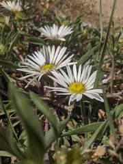 Townsendia grandiflora
