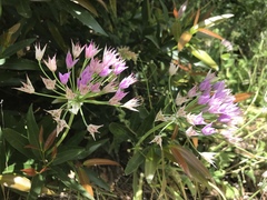 Allium unifolium