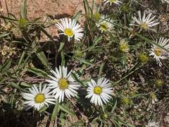 Townsendia grandiflora