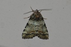 Catocala connubialis