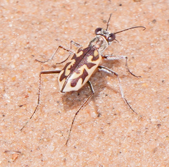Ellipsoptera cuprascens