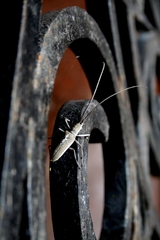Neoptychodes trilineatus