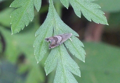 Grapholita tristrigana