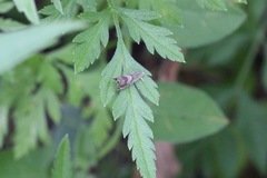 Grapholita tristrigana