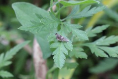 Grapholita tristrigana