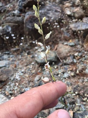 Streptanthus glandulosus secundus