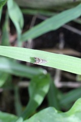 Grapholita tristrigana