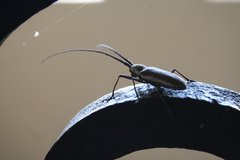 Neoptychodes trilineatus