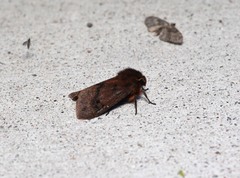 Phragmatobia assimilans