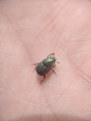 Onthophagus orpheus