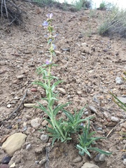 Penstemon angustifolius