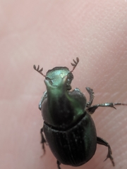 Onthophagus orpheus