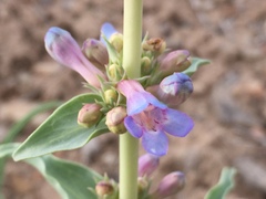 Penstemon angustifolius