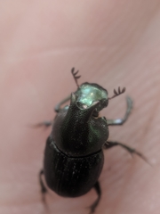 Onthophagus orpheus