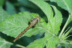 Neurocordulia yamaskanensis