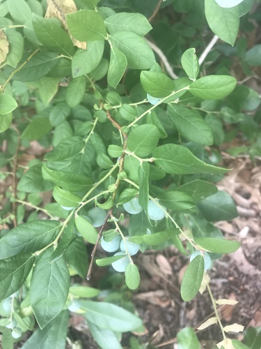 Vaccinium stamineum image