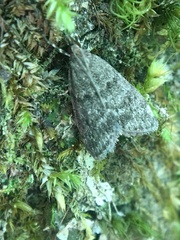 Scoparia penumbralis