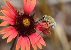 Heterostylum robustum