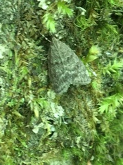 Scoparia penumbralis