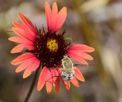 Heterostylum robustum